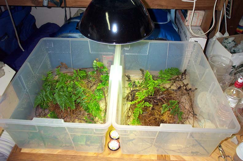 Jax Chameleon Nursery