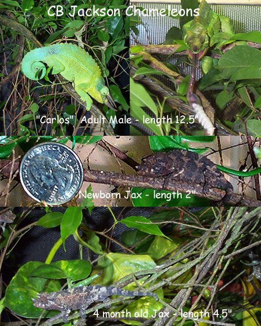 Jackson X. Chameleons