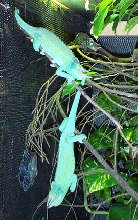 Pair of 8 mos old Jacksons