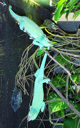Pair of 8 mos old Jacksons