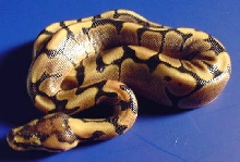 Woma male