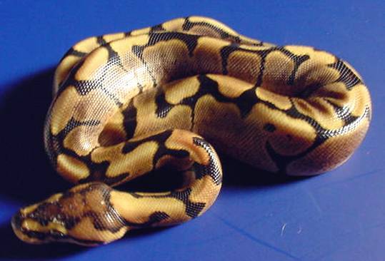 Woma male