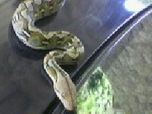 retic