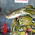 Retic