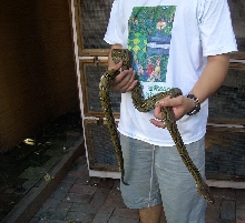 1st retic(wild cought)