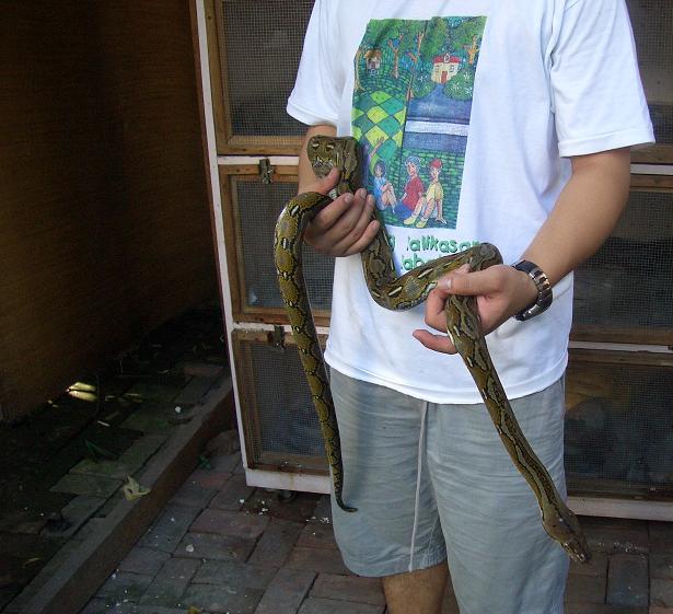 1st retic(wild cought)