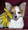 Chi Chi with Sunflower