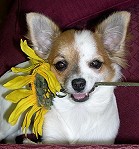Chi Chi with Sunflower
