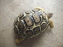 leopard tortoise