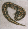 Nice little female