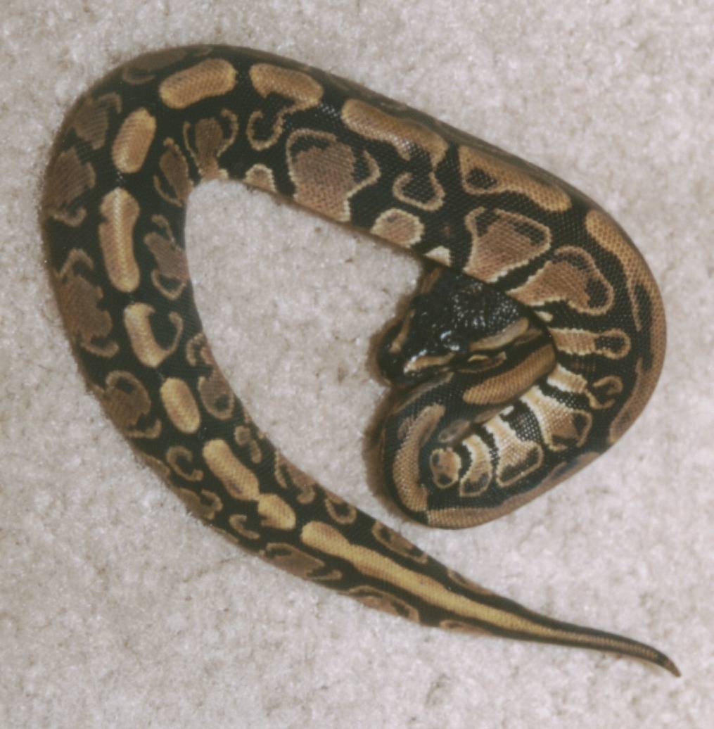 Nice little female