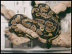 Female Het for albino