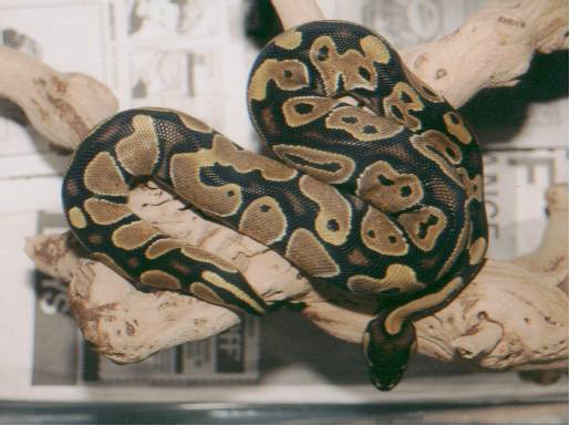 Female Het for albino