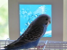 Beloved Abby