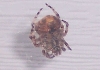 unknown to me spider3