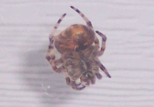 unknown to me spider3