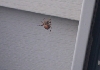 unknown to me spider2