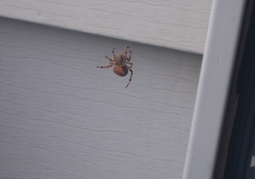 unknown to me spider2