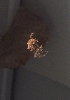 unknown to me spider
