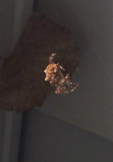 unknown to me spider