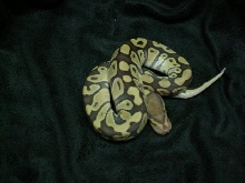 06 caramel