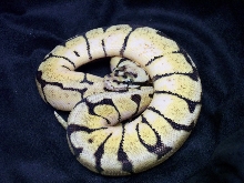 Bumblebee