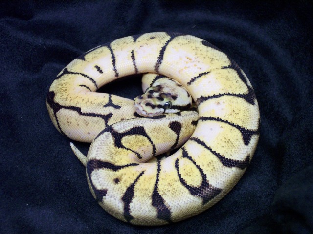Bumblebee