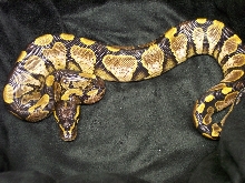 Calico