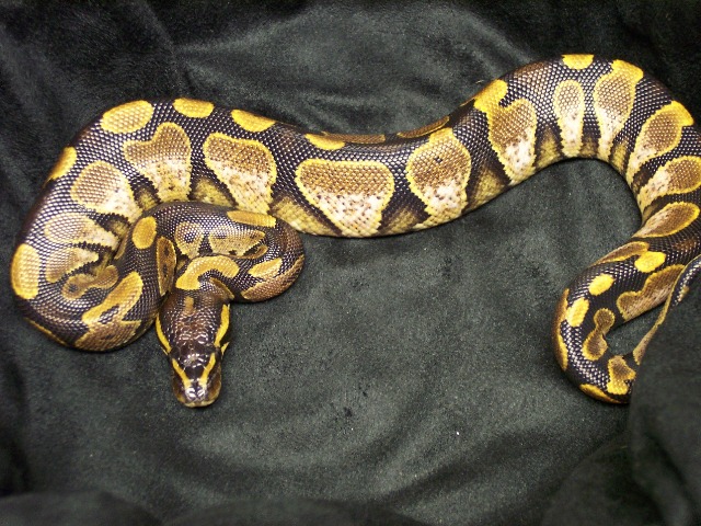 Calico