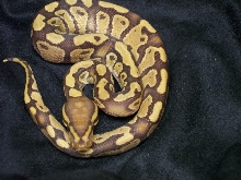 Caramel