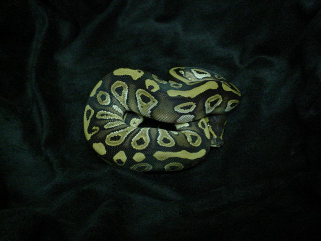 06 Mojave