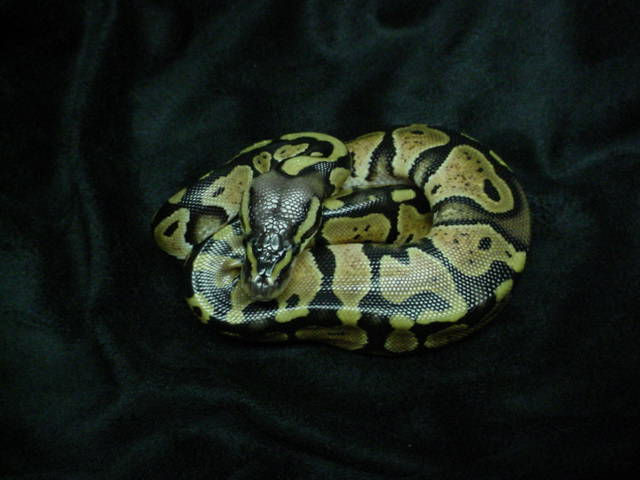06 Pastel Granite