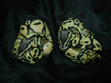 Pastel Het Voodoo