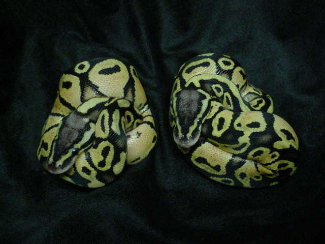 Pastel Het Voodoo