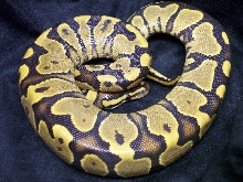 Yellow Belly Ghost