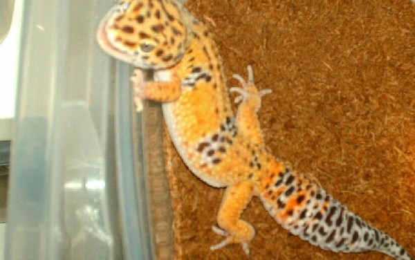 Chandler the Hypo Tang