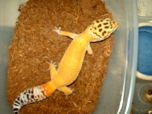 Pretty Female SHTCT
