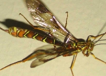 Mayfly?