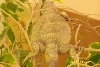 Banded gravid female