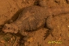 Red Tail female