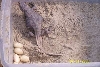 Pepper with eggs