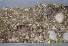 Babies 2006 Banded