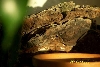 Sleeping Hatchling