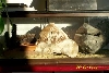 Hatchling Enclosure 1