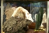 Hatchling Enclosure 2