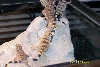 Mixed 2006 baby chucks(Banded and Redtail)