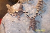 Redtail and Banded baby chucks