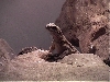 Female Chuckwalla
