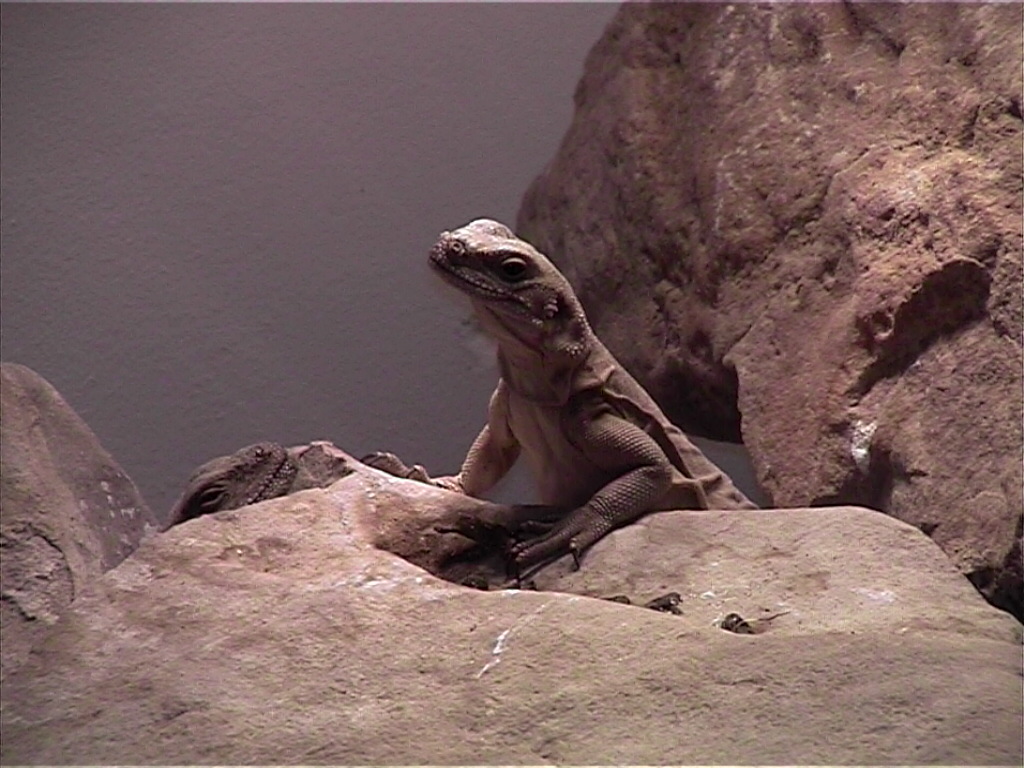 Female Chuckwalla