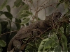 Banded Male in Tree